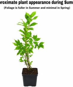 Dwarf Burning Bush Live Plant - 6-12 Inch Tall Shrub - Quart Pot - Euonymus alatus - Image 2
