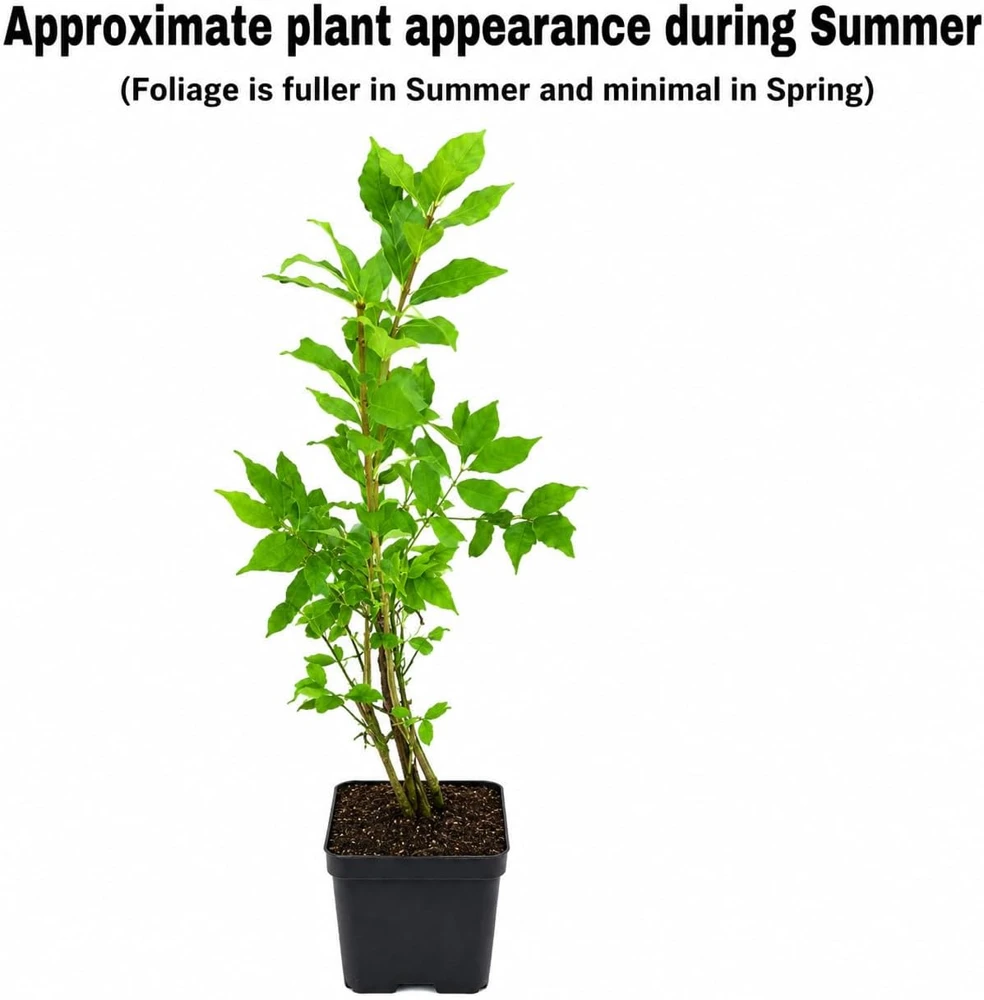 Dwarf Burning Bush Live Plant - 6-12 Inch Tall Shrub - Quart Pot - Euonymus alatus - Image 2