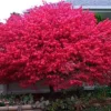Dwarf Burning Bush Live Plant - 6-12 Inch Tall Shrub - Quart Pot - Euonymus alatus - Image 1