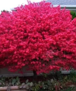 Dwarf Burning Bush Live Plant - 6-12 Inch Tall Shrub - Quart Pot - Euonymus alatus - Image 1