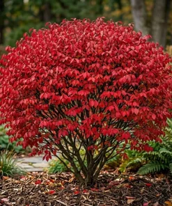 Dwarf Burning Bush Shrub Live Plant – 12-18" Tall Gallon Pot – Vibrant Red Fall Color - Image 2
