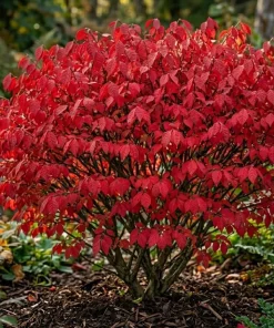 Dwarf Burning Bush Shrub Live Plant – 12-18