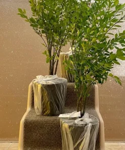 Dwarf Burning Bush Shrub Live Plant – 12-18
