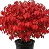 Dwarf Burning Bush Shrub Live Plant – 12-18" Tall Gallon Pot – Vibrant Red Fall Color - Image 1