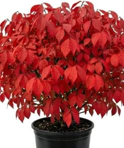 Dwarf Burning Bush Shrub Live Plant – 12-18" Tall Gallon Pot – Vibrant Red Fall Color - Image 1