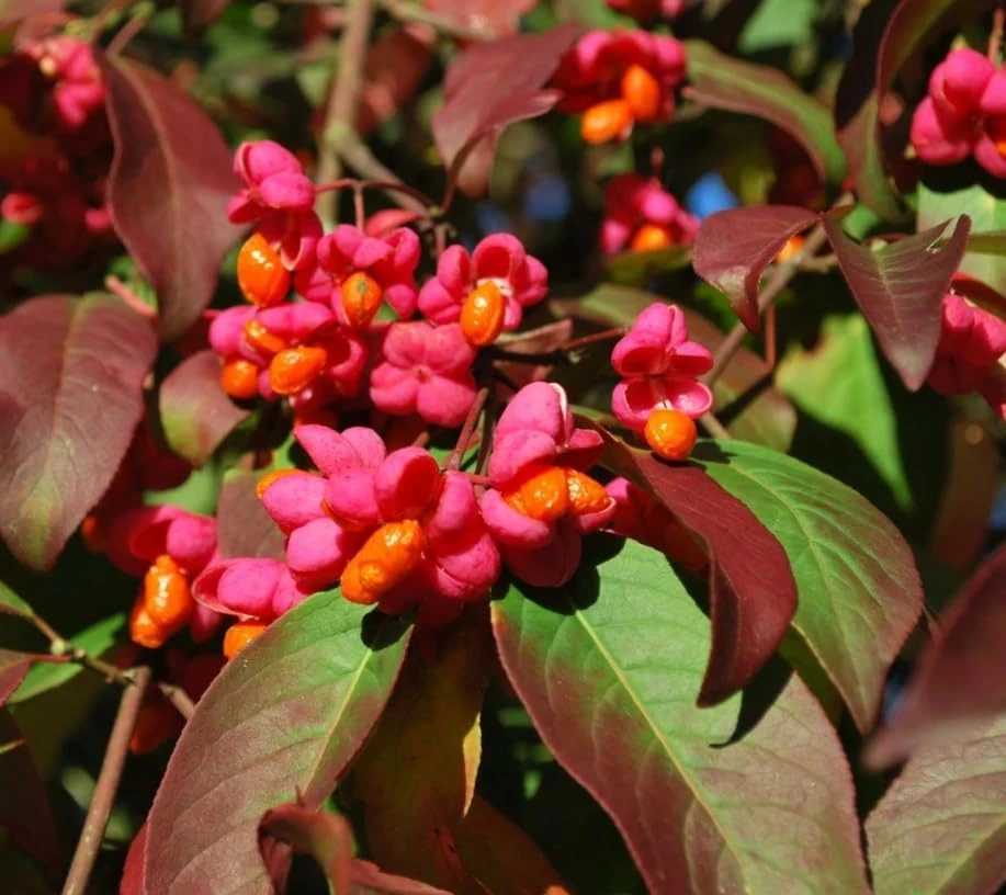 Dwarf Burning Bush Shrub Live Plant, 6-12" Tall, 4" Pot, Vibrant Red Fall Color, Outdoor - Image 4