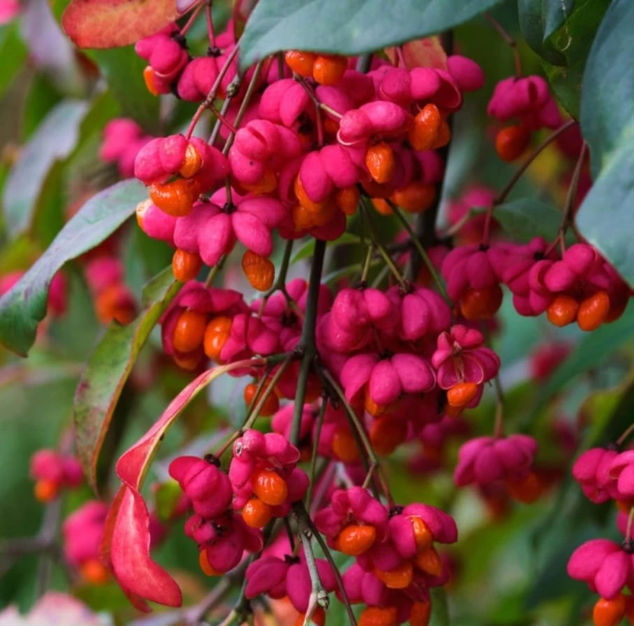 Dwarf Burning Bush Shrub Live Plant, 6-12" Tall, 4" Pot, Vibrant Red Fall Color, Outdoor - Image 5