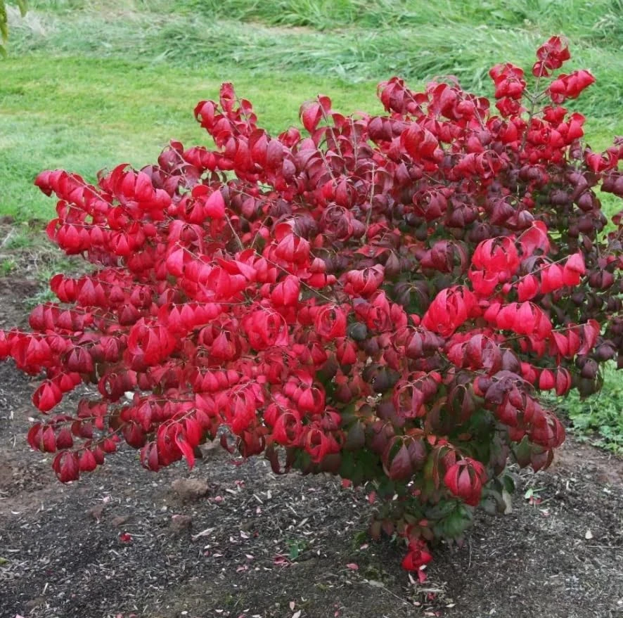 Dwarf Burning Bush Shrub Live Plant, 6-12" Tall, 4" Pot, Vibrant Red Fall Color, Outdoor - Image 6