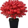 Dwarf Burning Bush Shrub Live Plant, 6-12" Tall, 4" Pot, Vibrant Red Fall Color, Outdoor - Image 1