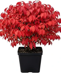 Dwarf Burning Bush Shrub Live Plant, 6-12" Tall, 4" Pot, Vibrant Red Fall Color, Outdoor - Image 1