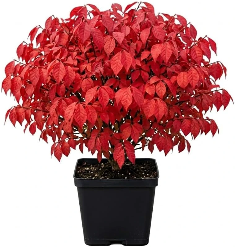 Dwarf Burning Bush Shrub Live Plant, 6-12" Tall, 4" Pot, Vibrant Red Fall Color, Outdoor - Image 1