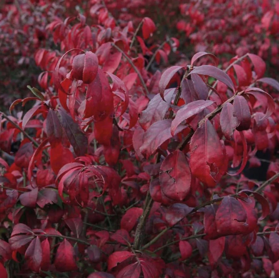 Dwarf Burning Bush Shrub Live Plant, 6-12" Tall, 4" Pot, Vibrant Red Fall Color, Outdoor - Image 7