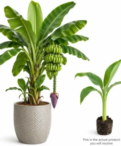 Dwarf Cavendish Banana Live Plant, 4-7 Inch Tall Tropical Banana Starter Plant, Banana Plant for Indoor Outdoor Garden, Patio Containers & Landscape - Image 3