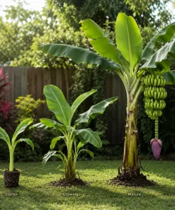 Dwarf Cavendish Banana Live Plant, 4-7 Inch Tall Tropical Banana Starter Plant, Banana Plant for Indoor Outdoor Garden, Patio Containers & Landscape - Image 4