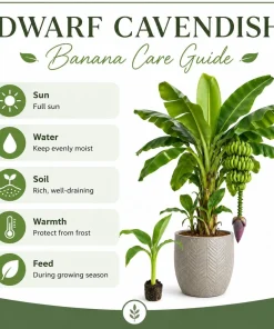 Dwarf Cavendish Banana Live Plant, 4-7 Inch Tall Tropical Banana Starter Plant, Banana Plant for Indoor Outdoor Garden, Patio Containers & Landscape - Image 5