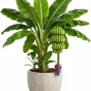 Dwarf Cavendish Banana Live Plant, 4-7 Inch Tall Tropical Banana Starter Plant, Banana Plant for Indoor Outdoor Garden, Patio Containers & Landscape - Image 1