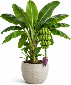 Dwarf Cavendish Banana Live Plant, 4-7 Inch Tall Tropical Banana Starter Plant, Banana Plant for Indoor Outdoor Garden, Patio Containers & Landscape - Image 1