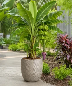Dwarf Cavendish Banana Live Plant, 4-7 Inch Tall Tropical Banana Starter Plant, Banana Plant for Indoor Outdoor Garden, Patio Containers & Landscape - Image 6