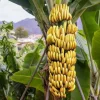 Dwarf Cavendish Banana Live Plant, Musa Acuminata, 4-6 Inch Tall, Tropical Fruit for Patio & Garden - Image 1
