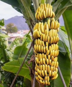 Dwarf Cavendish Banana Live Plant, Musa Acuminata, 4-6 Inch Tall, Tropical Fruit for Patio & Garden - Image 1