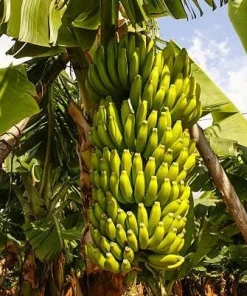 Dwarf Cavendish Banana Live Plant, Musa Acuminata, 4-6 Inch Tall, Tropical Fruit for Patio & Garden - Image 2