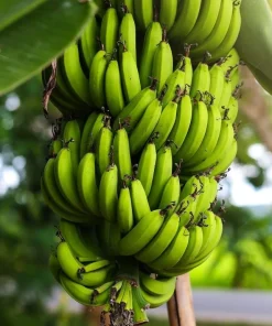 Dwarf Cavendish Banana Live Plant, Musa Acuminata, 4-6 Inch Tall, Tropical Fruit for Patio & Garden - Image 3
