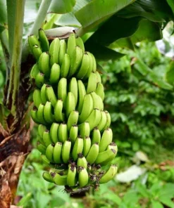 Dwarf Cavendish Banana Live Plant, Musa Acuminata, 4-6 Inch Tall, Tropical Fruit for Patio & Garden - Image 4