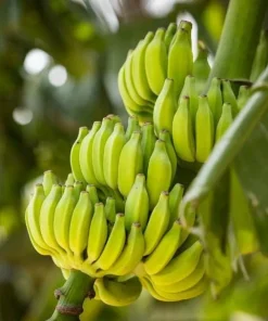 Dwarf Cavendish Banana Live Plant, Musa Acuminata, 4-6 Inch Tall, Tropical Fruit for Patio & Garden - Image 5