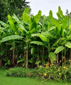 Dwarf Cavendish Banana Live Plant, Musa Acuminata, 4-6 Inch Tall, Tropical Fruit for Patio & Garden - Image 6