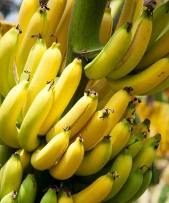 Dwarf Cavendish Banana Live Plant, Musa Acuminata, 4-6 Inch Tall, Tropical Fruit for Patio & Garden - Image 7