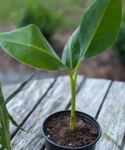 Dwarf Cavendish Banana Live Plant, Musa Acuminata, 4-6 Inch Tall, Tropical Fruit for Patio & Garden - Image 8