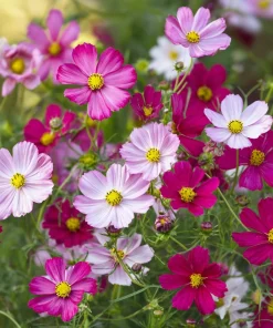 Dwarf Cosmos Seeds – Fairy Kiss Blend – Rose, White, Pink, Magenta – 25 Seeds - Image 2