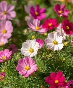 Dwarf Cosmos Seeds – Fairy Kiss Blend – Rose, White, Pink, Magenta – 25 Seeds - Image 4