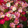 Dwarf Cosmos Seeds – Fairy Kiss Blend – Rose, White, Pink, Magenta – 25 Seeds - Image 1