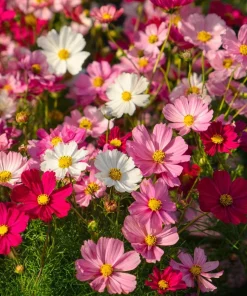 Dwarf Cosmos Seeds – Fairy Kiss Blend – Rose, White, Pink, Magenta – 25 Seeds - Image 1