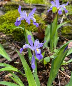 Dwarf Crested Iris - Iris cristata Live Plant in 4 Inch Pot - Outdoor Perennial - Image 2