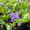 Dwarf Crested Iris - Iris cristata Live Plant in 4 Inch Pot - Outdoor Perennial - Image 1