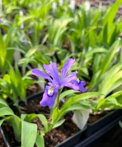 Dwarf Crested Iris - Iris cristata Live Plant in 4 Inch Pot - Outdoor Perennial - Image 1