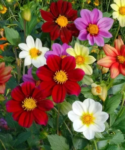 Dwarf Dahlia Seeds 50 Count - Compact Colorful Blooms for Garden & Containers - Image 2