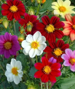 Dwarf Dahlia Seeds 50 Count - Compact Colorful Blooms for Garden & Containers - Image 1