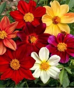 Dwarf Dahlia Seeds 50 Count - Compact Colorful Blooms for Garden & Containers - Image 3