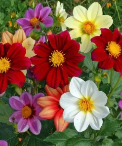 Dwarf Dahlia Seeds 50 Count - Compact Colorful Blooms for Garden & Containers - Image 4