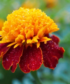 Dwarf Double Marigold Orange Flame Seeds - 250 French Red Flower Seeds - Image 2