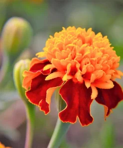 Dwarf Double Marigold Orange Flame Seeds - 250 French Red Flower Seeds - Image 3