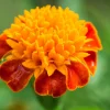 Dwarf Double Marigold Orange Flame Seeds - 250 French Red Flower Seeds - Image 1