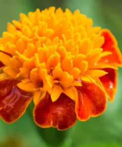 Dwarf Double Marigold Orange Flame Seeds - 250 French Red Flower Seeds - Image 1