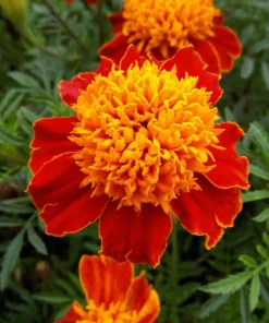 Dwarf Double Marigold Orange Flame Seeds - 250 French Red Flower Seeds - Image 4