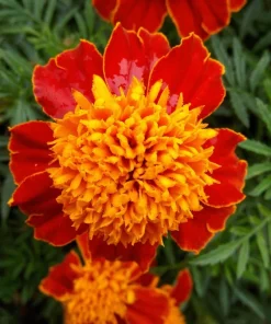 Dwarf Double Marigold Orange Flame Seeds - 250 French Red Flower Seeds - Image 5