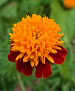 Dwarf Double Marigold Orange Flame Seeds - 250 French Red Flower Seeds - Image 6