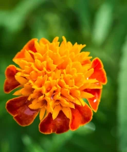 Dwarf Double Marigold Orange Flame Seeds - 250 French Red Flower Seeds - Image 7